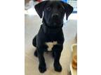 Adopt Indiana Bones a Black - with White Labrador Retriever / Mixed dog in