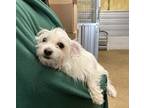 Adopt Jeff a White Shih Tzu dog in Cedartown, GA (37611054)