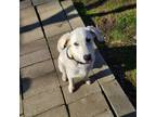 Adopt Andy / Anderson a White - with Tan, Yellow or Fawn Great Pyrenees /
