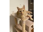 Adopt Roo a Orange or Red Tabby Domestic Shorthair / Mixed cat in Youngsville