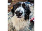 Adopt Xander a White - with Black Border Collie / Mixed dog in Colorado Springs