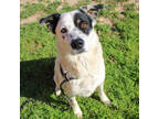 Adopt Patrick (HW+) a White Australian Cattle Dog / Mixed dog in San Marcos