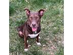 Adopt Ginger a Labrador Retriever / Mixed dog in Chantilly, VA (37614904)
