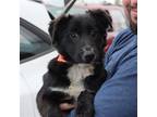 Adopt Taffy a Collie / Mixed dog in Chantilly, VA (37614901)