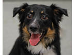 Adopt Murphy a Black Mixed Breed (Medium) / Mixed dog in West Seneca