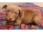 Adopt Crumpled a Brown/Chocolate American Pit Bull Terrier / Mixed dog in Evans