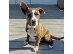 Adopt OISIN a Brindle Border Collie / Mixed Breed (Medium) / Mixed dog in Pt.