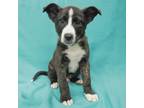 Adopt PADDY a White - with Tan, Yellow or Fawn Border Collie / Mixed Breed
