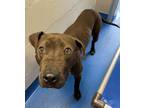 Adopt 52269204 a Black American Pit Bull Terrier / Mixed dog in Lancaster