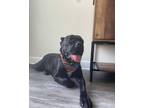 Adopt Suri a Brindle Cane Corso / Mixed dog in Suitland, MD (32590772)