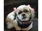 Adopt Bella a Tan/Yellow/Fawn - with White Shih Tzu / Lhasa Apso dog in Virginia