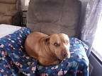 Adopt Ozzy a Tan/Yellow/Fawn American Pit Bull Terrier / American Pit Bull