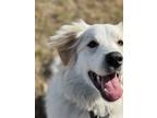 Adopt Magnolia a White - with Tan, Yellow or Fawn Great Pyrenees / Border Collie