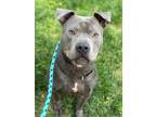 Adopt Markie a American Pit Bull Terrier / Mixed dog in Chico, CA (37614547)