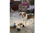 Adopt Gingko a Tan/Yellow/Fawn - with White Beagle / Mixed dog in Washington