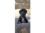Adopt Achilles a Black Mastiff / Rhodesian Ridgeback dog in Vail, AZ (37614369)
