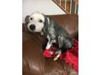 Adopt Tara a White - with Gray or Silver Old English Sheepdog / Mixed dog in