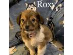 Adopt Roxy a Brown/Chocolate Jack Russell Terrier / Mixed dog in Tomah
