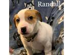 Adopt Randall a Brown/Chocolate Jack Russell Terrier / Mixed dog in Tomah
