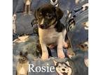 Adopt Rosey a Brown/Chocolate Jack Russell Terrier / Mixed dog in Tomah