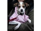 Adopt Fernanda a Jack Russell Terrier dog in New York, NY (37612750)