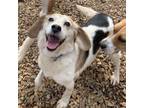 Adopt McMuffin a Beagle / Mixed dog in Rocky Mount, VA (37614115)