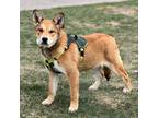 Adopt Arzhan a Australian Cattle Dog / Shepherd (Unknown Type) / Mixed dog in