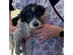 Adopt Eeyore a Terrier (Unknown Type, Medium) / Poodle (Miniature) / Mixed dog