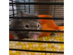 Adopt Kelly a Hamster small an