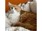 Adopt Riley a Orange or Red Domestic Mediumhair / Mixed cat in Salt Lake City