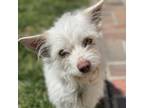 Adopt BLANCO a White - with Tan, Yellow or Fawn Terrier (Unknown Type