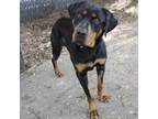 Adopt COCO a Black Rottweiler / Mixed dog in Pt. Richmond, CA (37614019)