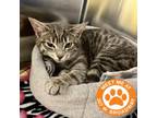 Adopt Ingrid - NYC a Gray or Blue Domestic Shorthair / Mixed cat in New York