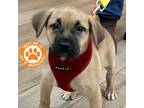 Adopt Daisy Holiday - NYC a Tan/Yellow/Fawn Mixed Breed (Medium) / Mixed dog in