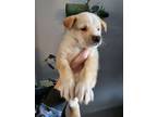 Adopt Tiny a German Shepherd Dog / Mixed dog in Napa, CA (37613947)