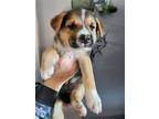 Adopt Gemma a German Shepherd Dog / Mixed dog in Napa, CA (37613946)