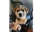 Adopt Dipsy a German Shepherd Dog / Mixed dog in Napa, CA (37613942)