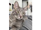 Adopt Mateo a Gray or Blue American Shorthair / Mixed (short coat) cat in