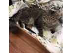 Adopt milo a Brown or Chocolate American Bobtail / Mixed (medium coat) cat in