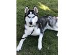 Adopt Milo a Black - with White Husky / Mixed dog in San Jose, CA (37613913)