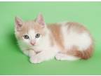 Adopt Chef Bobby Flay (AMR) a Orange or Red Domestic Shorthair (short coat) cat