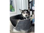 Adopt Calliope a Black - with White Husky / Terrier (Unknown Type