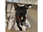 Adopt Baked Potato a Black American Staffordshire Terrier / Mixed dog in