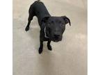 Adopt French Fry a Black American Staffordshire Terrier / Mixed dog in