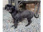 Adopt Missy & Muffin a Black Shih Tzu / Mixed dog in Tucson, AZ (37613733)