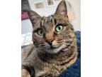Adopt Millie a Gray, Blue or Silver Tabby Domestic Shorthair (short coat) cat in