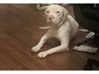 Adopt Jaeger a White American Pit Bull Terrier / Dogo Argentino / Mixed dog in