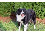 Adopt DANVERS a Border Collie / Mixed dog in Norfolk, VA (37613518)