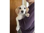 Adopt Bonk a Tan/Yellow/Fawn Wirehaired Fox Terrier / Beagle dog in Lafayette