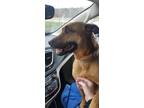 Adopt Morgan a Tan/Yellow/Fawn - with Black Black Mouth Cur / Mixed dog in